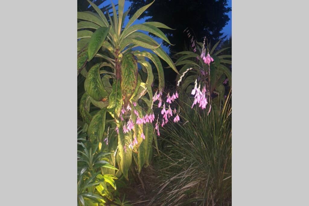 The Pink Upstairs & Garden Summer